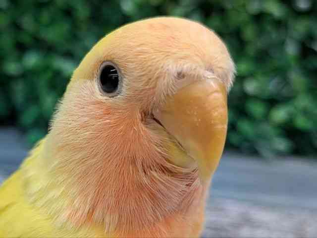 
                    コザクラインコ