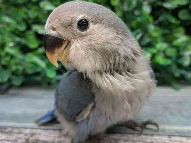 
                    コザクラインコ