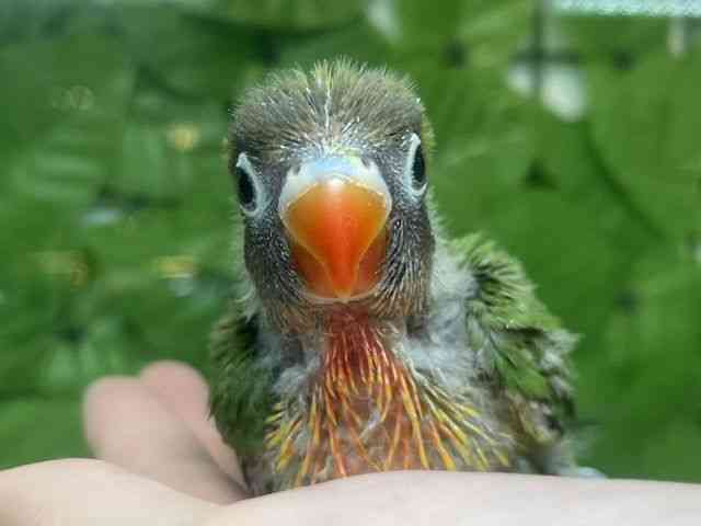 
                    ボタンインコ