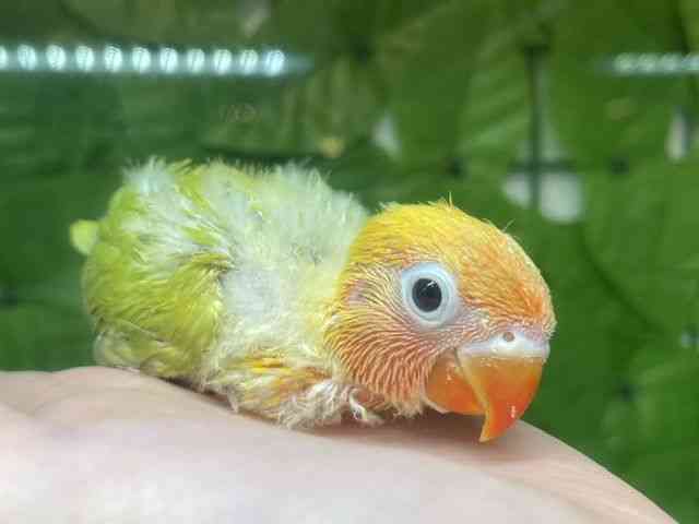 
                    ボタンインコ