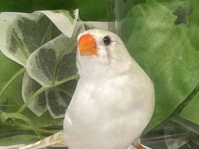 
                    キンカチョウ