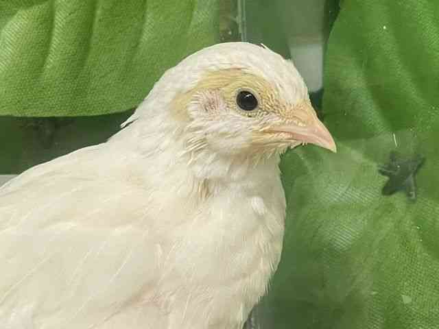 
                    ウズラ・ヒメウズラ