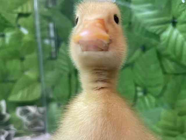 
                    アヒル・合鴨
