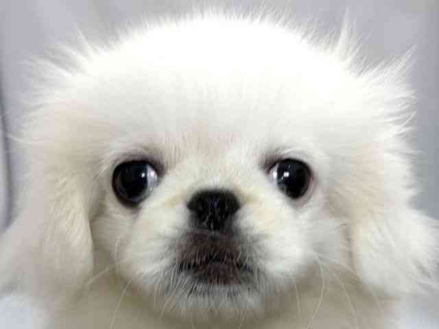 大阪府のペキニーズ (ひごペットフレンドリーイズミヤショッピングセンター千里丘店/2026年6月28日生まれ/女の子/クリーム)の子犬の1枚目の画像