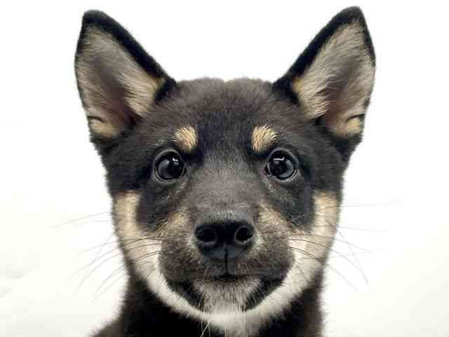 奈良県の柴犬(標準サイズ) (ひごペットフレンドリートナリエ大和高田店/2026年7月6日生まれ/男の子/黒)の子犬の1枚目の画像