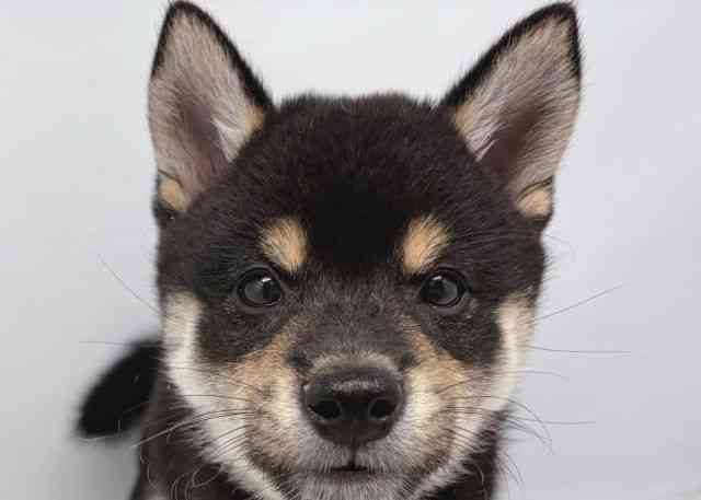 鳥取県の柴犬(標準サイズ) (ひごペットフレンドリーイオンモール鳥取北店/2026年7月8日生まれ/男の子/黒)の子犬の1枚目の画像