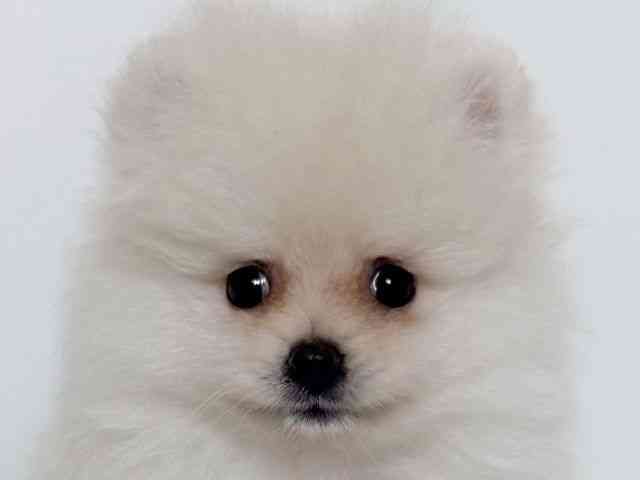 大阪府のポメラニアン (ひごペットフレンドリーアクロスプラザ住之江店/2026年7月10日生まれ/女の子/クリーム)の子犬の1枚目の画像