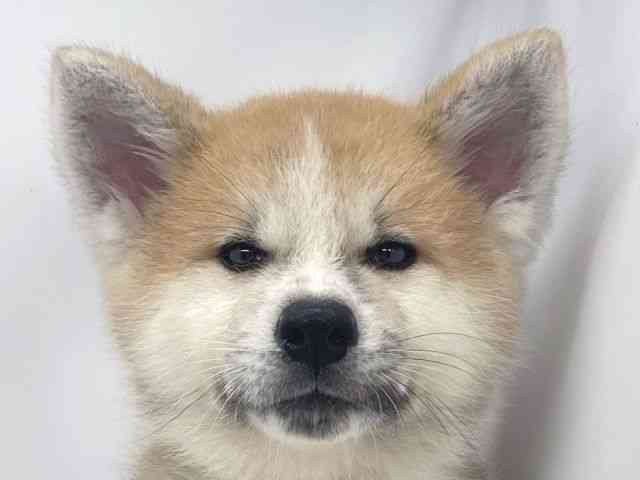 兵庫県の秋田犬 (ひごペットフレンドリーイオンタウン加古川店/2026年7月10日生まれ/男の子/赤)の子犬の1枚目の画像