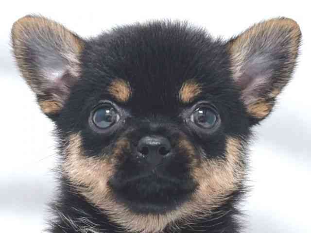 ミックス