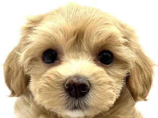 大阪府のハーフ犬・ミックス犬 (ひごペットフレンドリーイオンタウン茨木太田店/2026年7月10日生まれ/女の子/クリーム)の子犬の1枚目の画像
