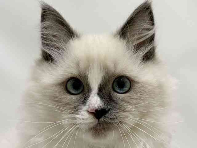和歌山県のラグドール (ひごペットフレンドリーパームシティ和歌山店/2026年7月10日生まれ/男の子/ブルーポイントミテッド)の子猫の1枚目の画像