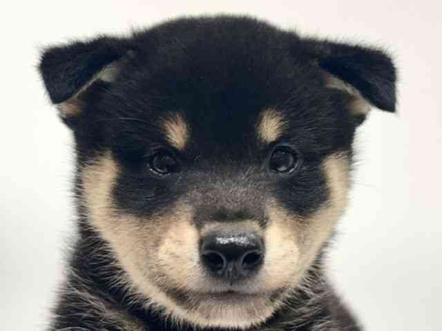 愛知県の柴犬(標準サイズ) (ひごペットフレンドリーヴィアモール アピタ江南西店/2026年7月7日生まれ/男の子/黒)の子犬の1枚目の画像
