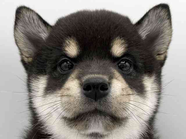 柴犬