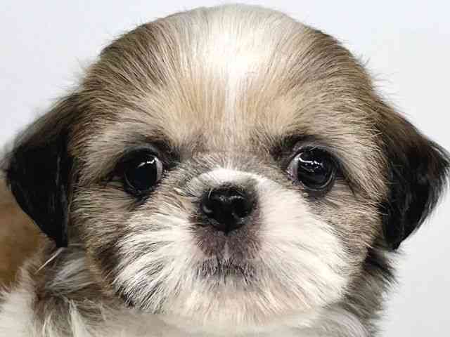 大阪府のシーズー (ひごペットフレンドリー瓜破店/2026年7月15日生まれ/女の子/ゴールドホワイト)の子犬の1枚目の画像