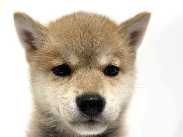 愛知県の柴犬(標準サイズ) (ひごペットフレンドリーヴィアモール アピタ江南西店/2026年7月13日生まれ/男の子/赤)の子犬の1枚目の画像