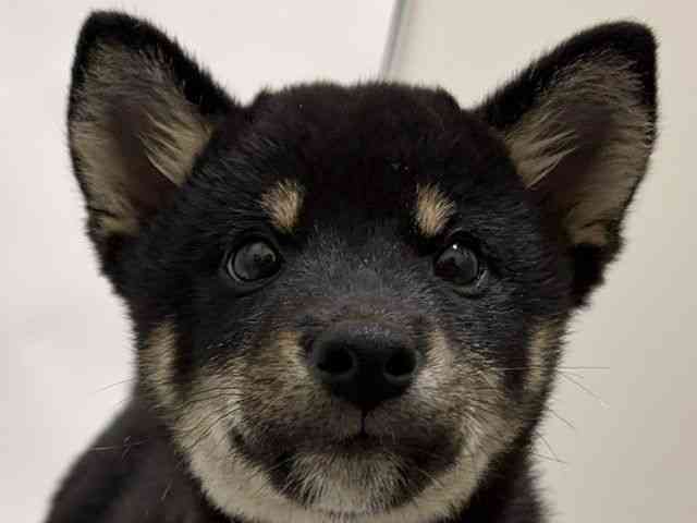 和歌山県の柴犬(標準サイズ) (ひごペットフレンドリーパームシティ和歌山店/2026年7月14日生まれ/男の子/黒)の子犬の1枚目の画像