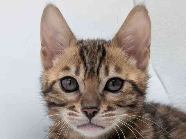 ベンガル