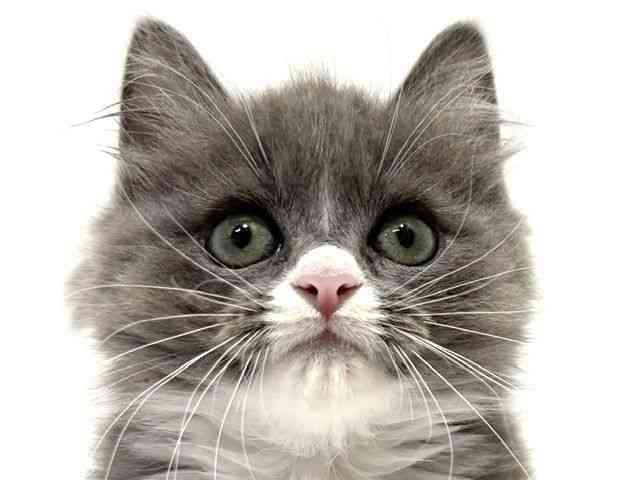 大阪府のミヌエット (ひごペットフレンドリーイオン高槻店/2026年7月12日生まれ/男の子/ブルーホワイト)の子猫の1枚目の画像