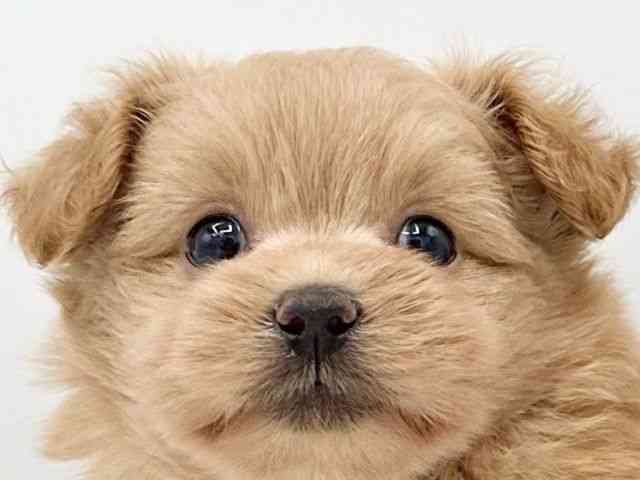 京都府のハーフ犬・ミックス犬 (ひごペットフレンドリーイオンモール高の原店/2026年7月16日生まれ/男の子/クリーム)の子犬の1枚目の画像