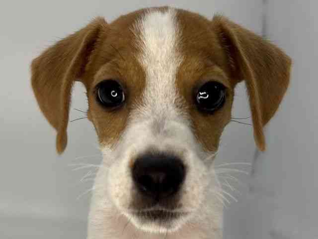 島根県のジャックラッセルテリア (ひごペットフレンドリーイオンモール出雲店/2026年7月18日生まれ/女の子/ホワイトタン)の子犬の1枚目の画像