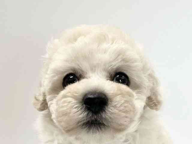 愛媛県のチワプー/プーチー(チワワ×プードル) (ひごペットフレンドリーイオンモール今治新都市店/2026年7月18日生まれ/男の子/ホワイト)の子犬の1枚目の画像