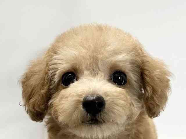 愛媛県のハーフ犬・ミックス犬 (ひごペットフレンドリーイオンモール今治新都市店/2026年7月17日生まれ/女の子/アプリコット)の子犬の1枚目の画像