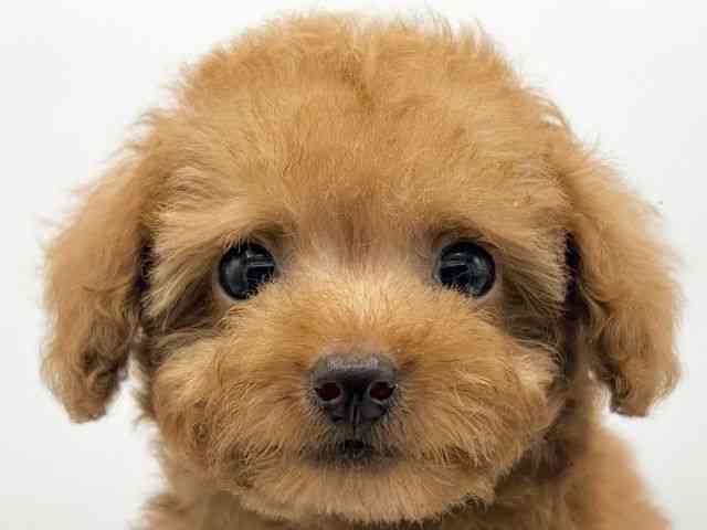 大阪府のハーフ犬・ミックス犬 (ひごペットフレンドリーららぽーとEXPOCITY店/2026年7月17日生まれ/女の子/レッド)の子犬の1枚目の画像
