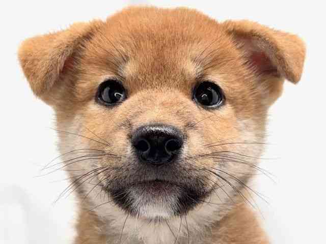 柴犬