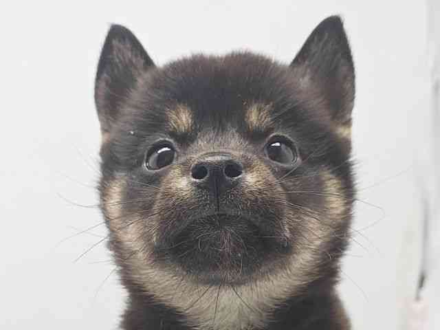 柴犬