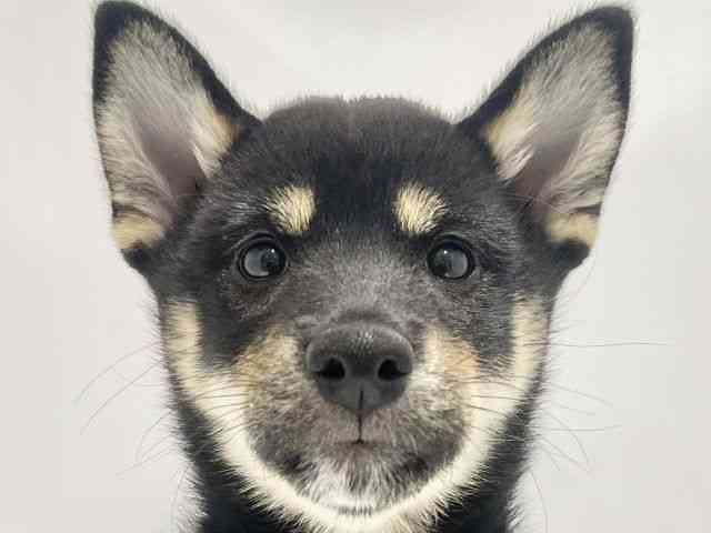 高知県の柴犬(標準サイズ) (ひごペットフレンドリーイオンモール高知店/2026年7月21日生まれ/女の子/黒)の子犬の1枚目の画像