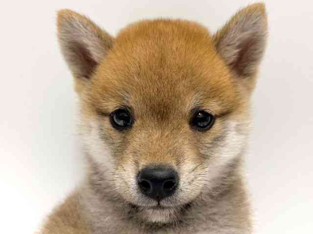 柴犬