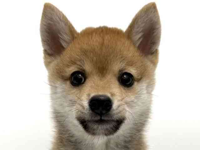 愛知県の柴犬(標準サイズ) (ひごペットフレンドリープライムツリー赤池店/2026年7月21日生まれ/男の子/赤)の子犬の1枚目の画像