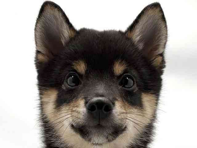 柴犬