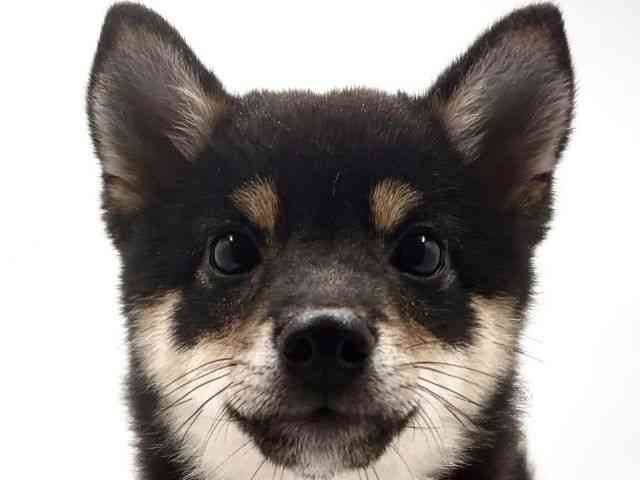 大阪府の柴犬(標準サイズ) (ひごペットフレンドリー東淀川店/2026年6月15日生まれ/男の子/黒)の子犬の1枚目の画像