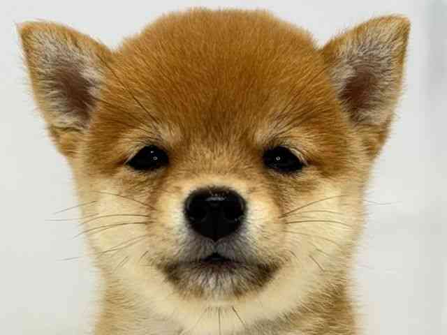 大阪府の柴犬(標準サイズ) (ひごペットフレンドリーセブンパーク天美店/2026年7月25日生まれ/女の子/赤)の子犬の1枚目の画像