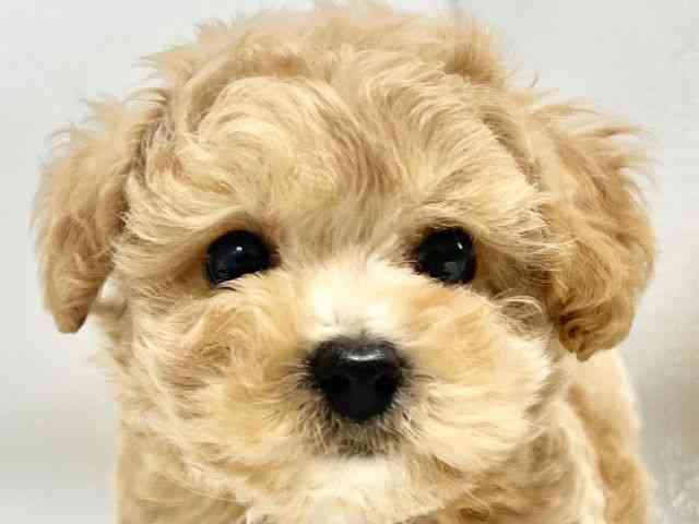 大阪府のハーフ犬・ミックス犬 (ひごペットフレンドリーイオンタウン豊中庄内店/2026年7月25日生まれ/男の子/クリーム)の子犬の1枚目の画像