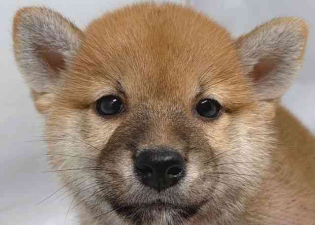 鳥取県の柴犬(標準サイズ) (ひごペットフレンドリーイオンモール鳥取北店/2026年7月25日生まれ/女の子/赤)の子犬