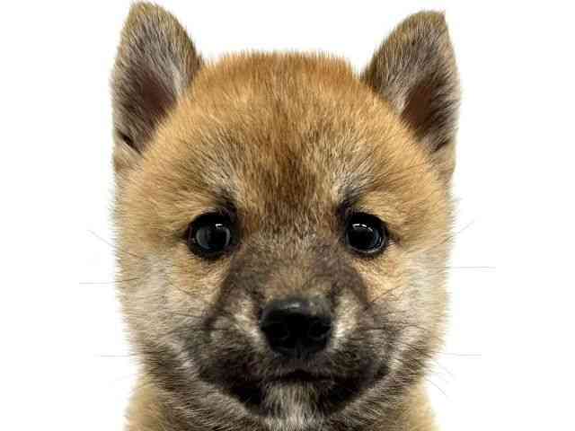 大阪府の柴犬(標準サイズ) (ひごペットフレンドリーイオンタウン茨木太田店/2026年7月24日生まれ/男の子/赤)の子犬の1枚目の画像