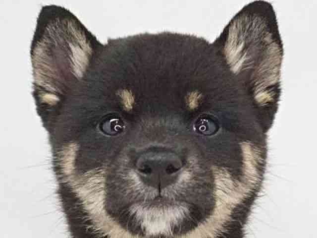柴犬