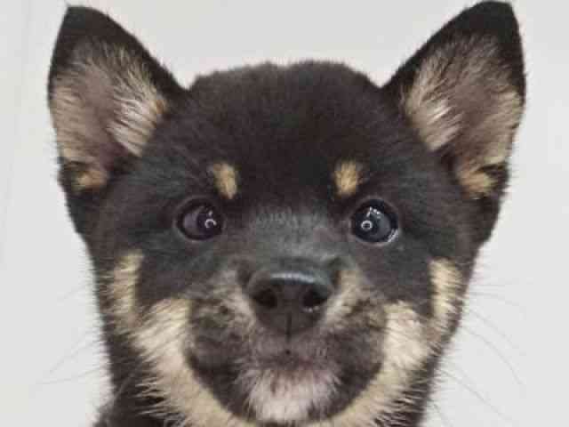 福岡県の柴犬(標準サイズ) (ひごペットフレンドリーゆめタウン筑紫野店/2026年7月20日生まれ/女の子/黒)の子犬の1枚目の画像