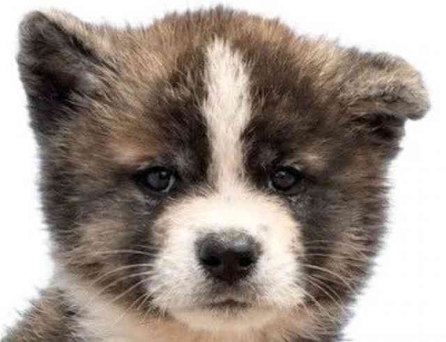 愛媛県の秋田犬 (ひごペットフレンドリーエミフルMASAKI店/2026年8月1日生まれ/男の子/虎)の子犬の1枚目の画像