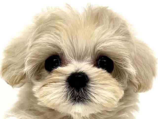 pet image