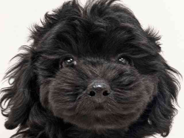 pet image