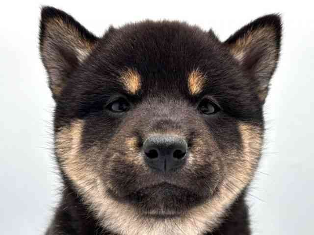 pet image