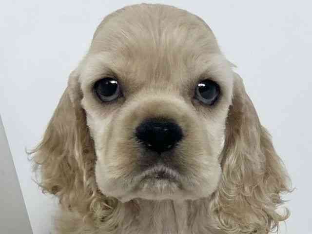 pet image