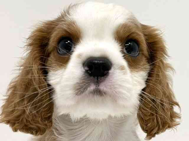 pet image