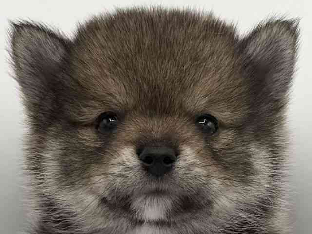 pet image