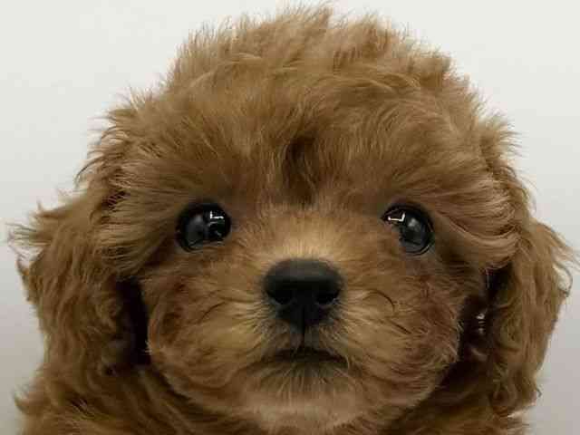 pet image
