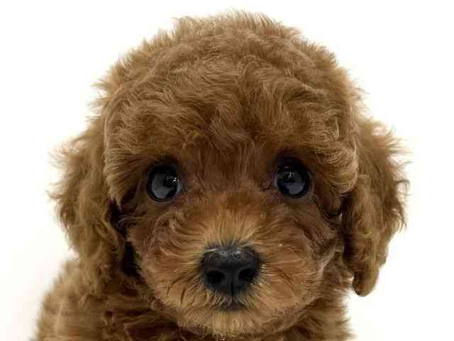 pet image