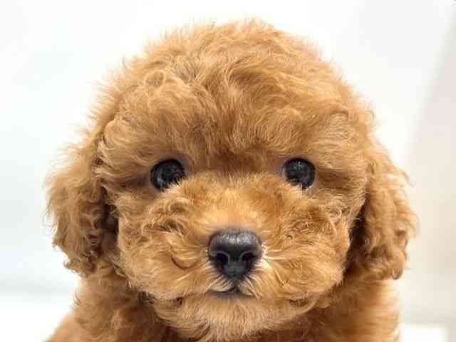 pet image